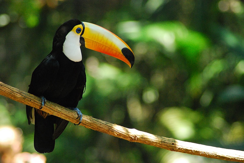 Laura i Astronom-432.JPG - Tukan. Dla Leny. (Zdjęcie: Laura i Astronom)